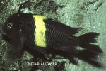 Tropheus sp. Black Kiriza - 